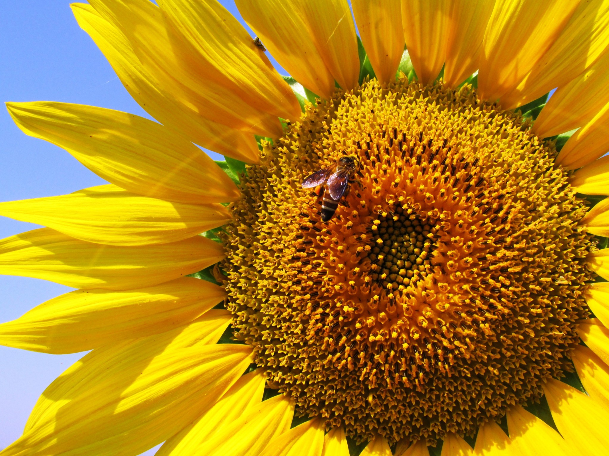 sunflower-268012.jpg