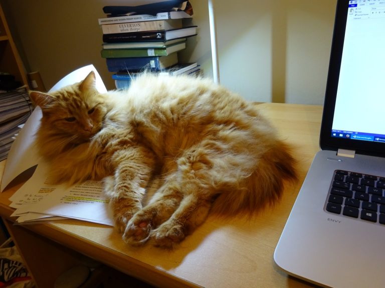 18 times cats proved to be 'purr-fect' research assistants