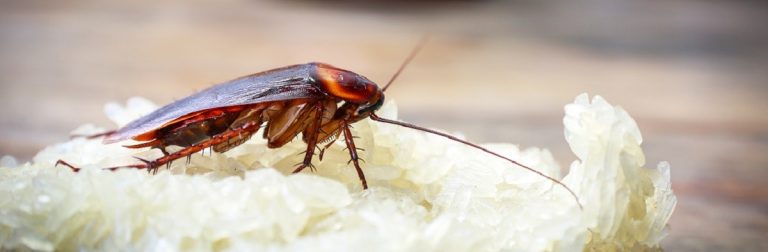 Taiwanese student makes $80,000 a year breeding cockroaches