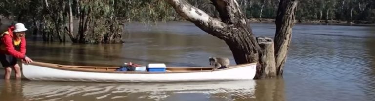 Australian students save stranded koala