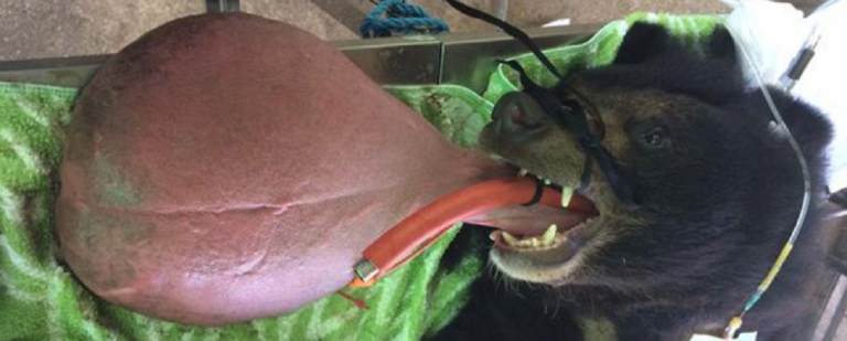 Edinburgh Uni vets helped amputate 3kg tongue from bear