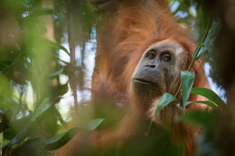 New orangutan species discovered with help of ANU researchers