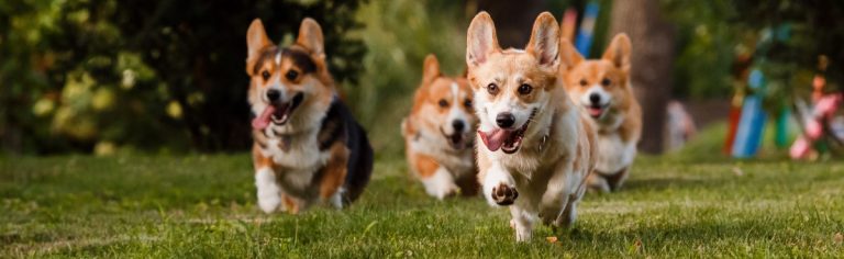 This corgi race is the most adorable thing to happen at a US university