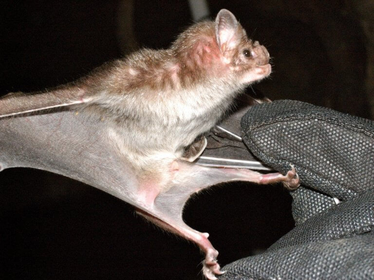 Vampire bat breakthrough shows bloodsuckers could save lives