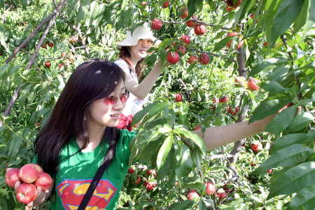 U of Auckland tells international PhD students in New Zealand to ‘go fruit picking’