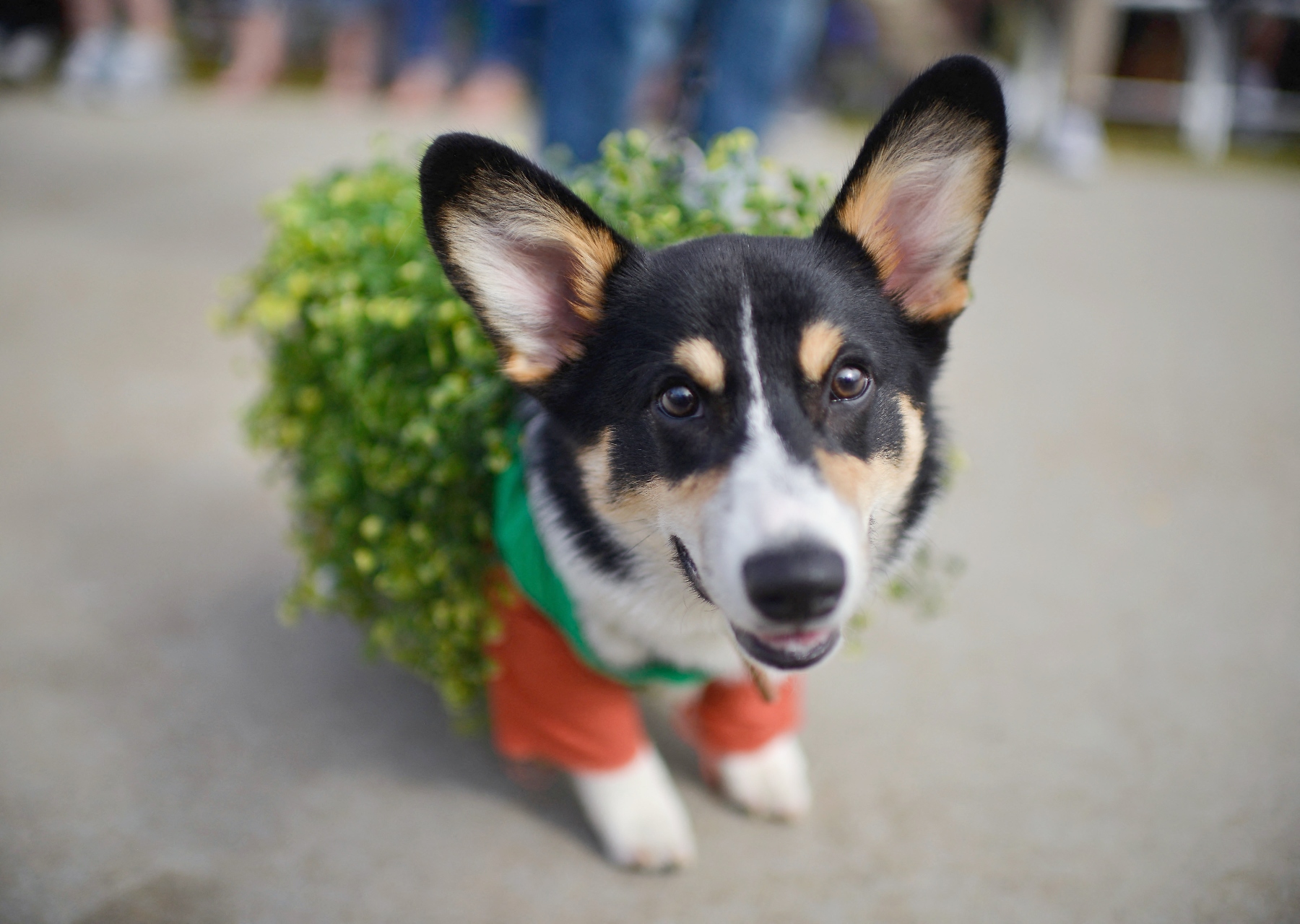 Числа собаку. Corgi Chelsea.