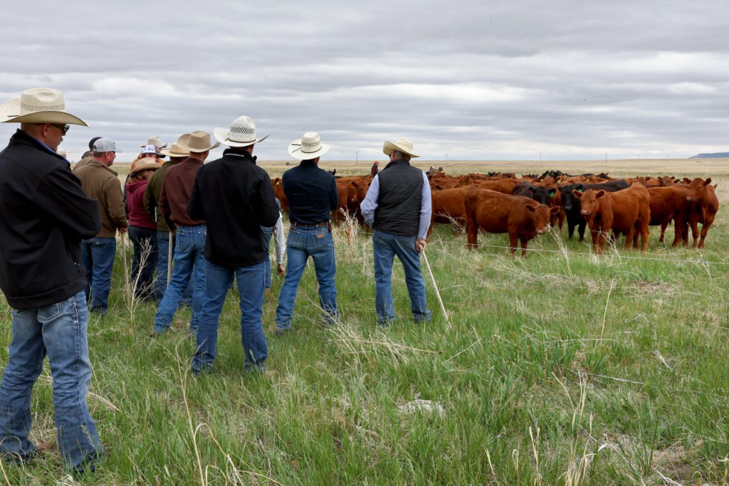 This cattle ranch in California produces politicians, scientists, and Pulitzer Prize winners