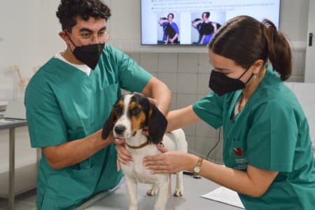 University of Nicosia: Educating Doctors in Veterinary Medicine through a multidisciplinary course