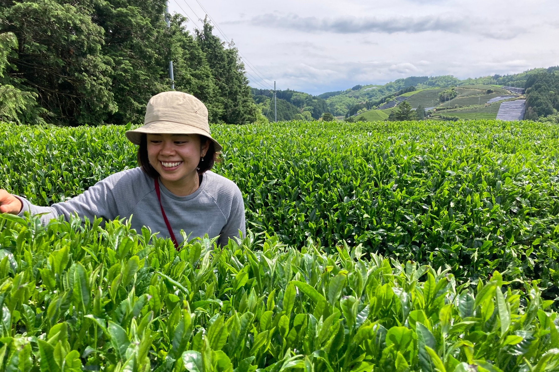 Singaporean research analyst resigns, becomes tea farmer in Japan