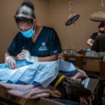 US$14,895 for a veterinary science degree: The cheapest countries for you to pursue animal healthcare