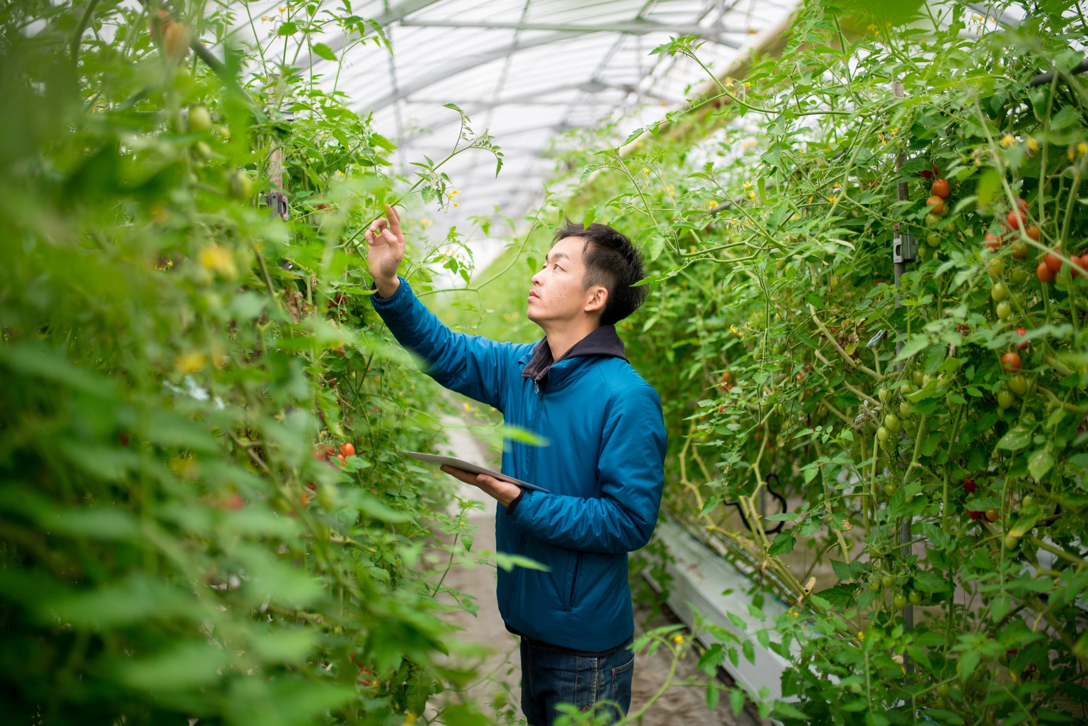 Plant the seeds of success with the University of Guelph’s New Master of Plant Agriculture