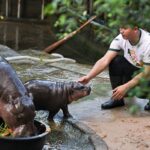 Love Moo Deng and Pesto the Penguin? Here’s the A to Z of how to become a zookeeper