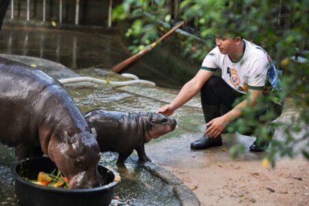 Love Moo Deng and Pesto the Penguin? Here's the A to Z of how to become a zookeeper