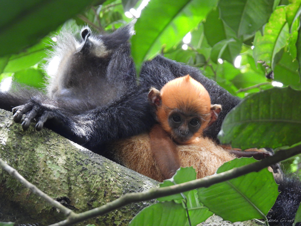 primatology wildlife science
