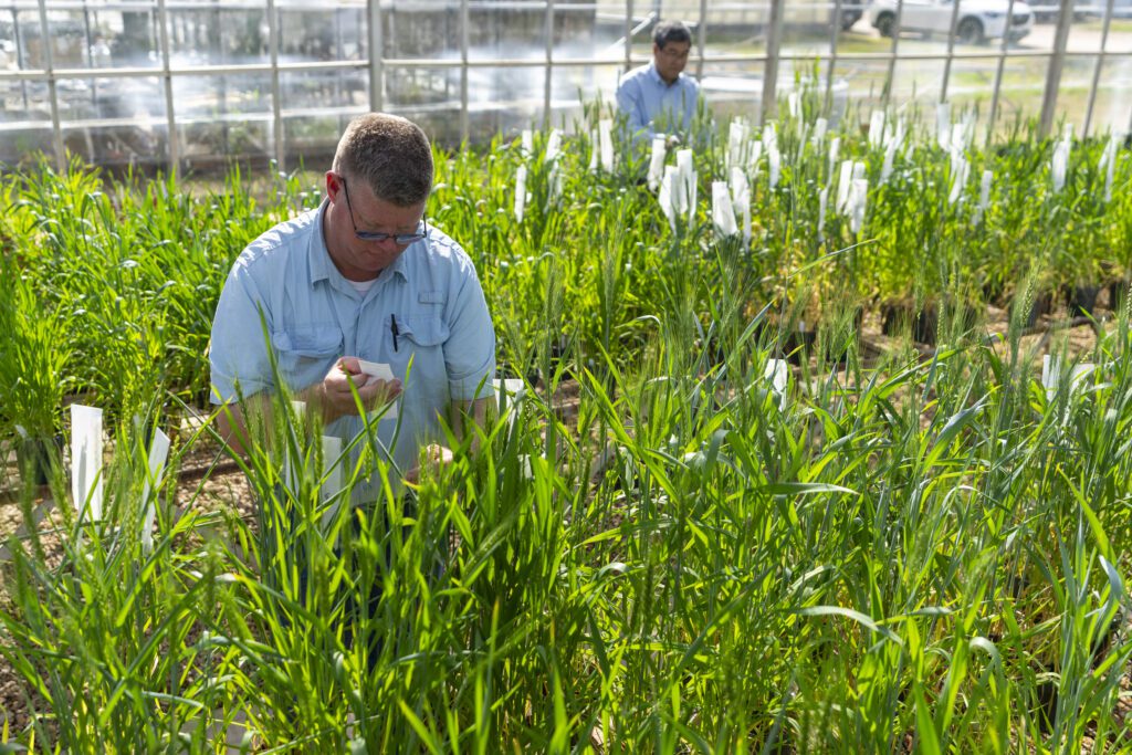 Texas A&M University