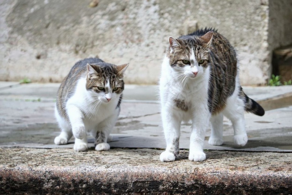 9 best cat towns for a purrfect visit