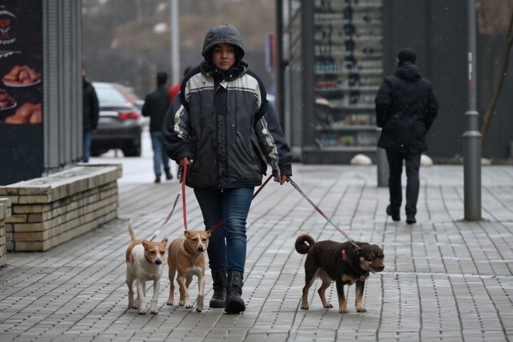Dog walking is a popular part-time job in the UK for international students. Source: Sergei Supinsky/