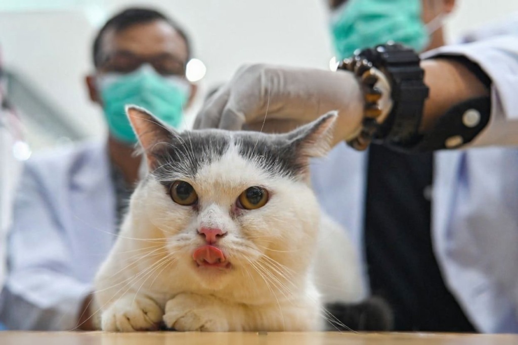 If you are an animal lover, becoming a veterinarian will ensure you have fun while earning big. Source: