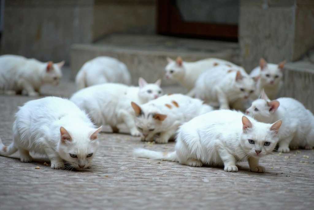 Many street cats are struggling due to a shortage of food. Source: