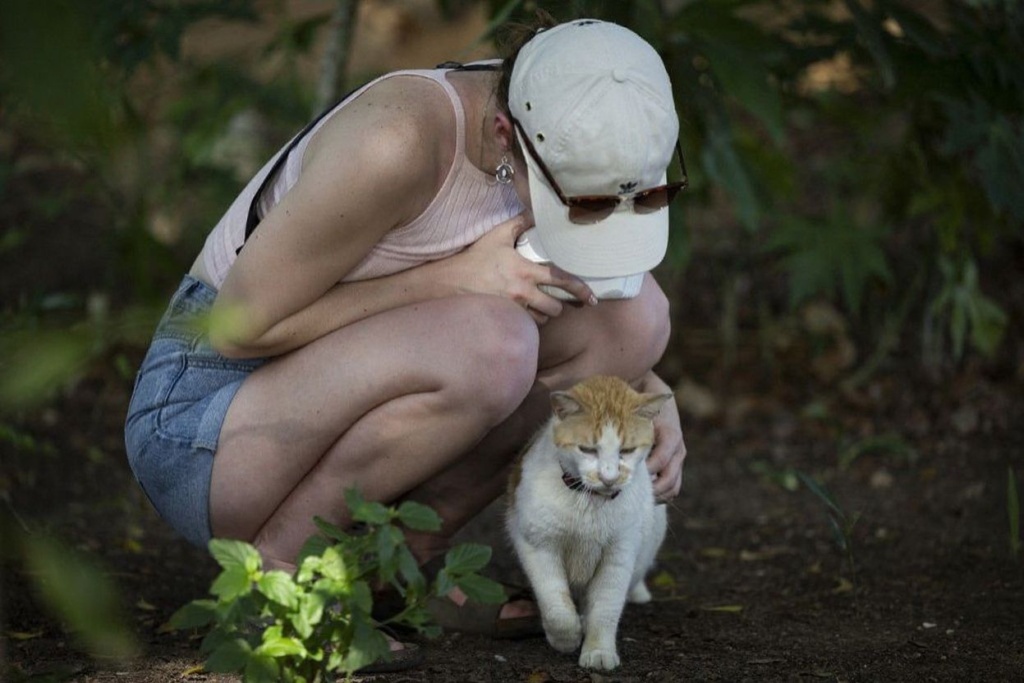 Cats can help your mood by increasing serotonin and decreasing cortisol, which leads to greater well-being. Source: