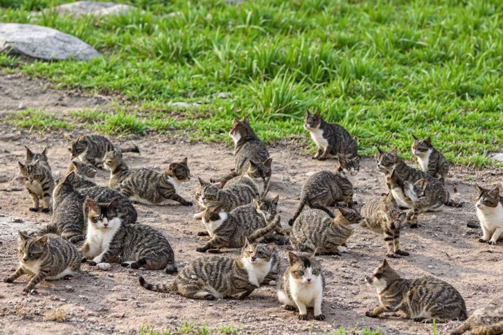 Tashirojima Island is a refreshing spot inhabited by many carefree cats. Source:
