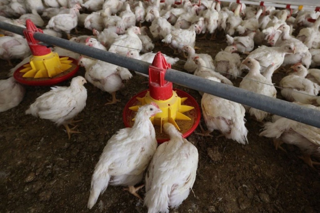 Chicken University was created to . Source: