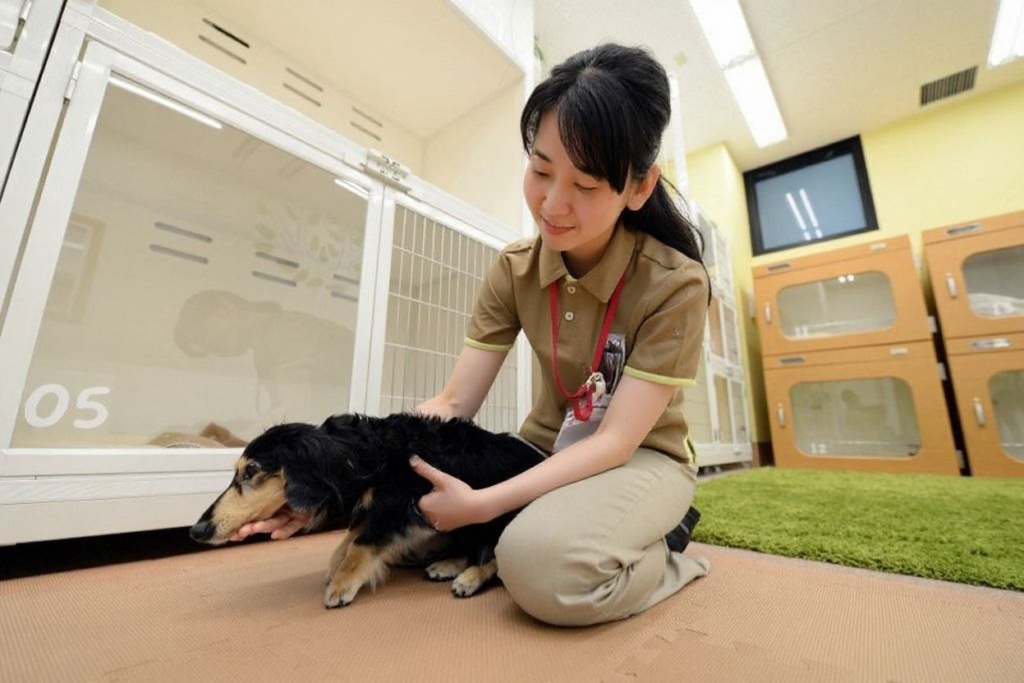 In Canada, and in the US, women constitute approximately 80% of the veterinary college student population. Source: