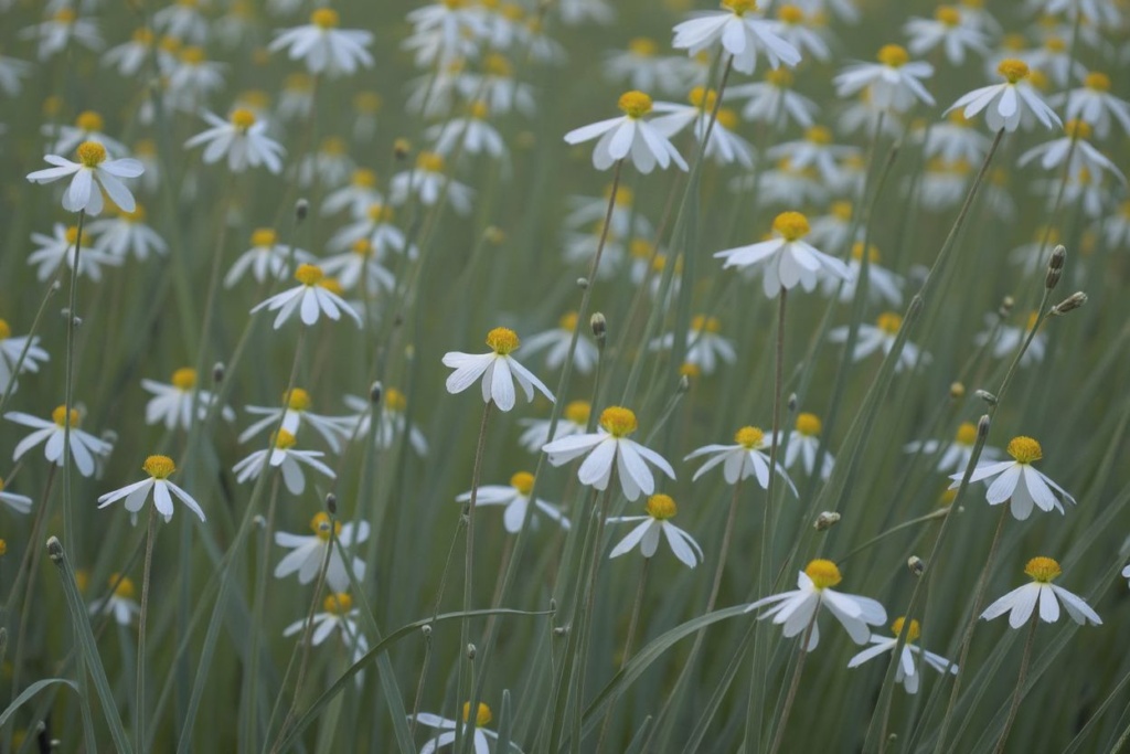 Adding plants or flowers is a great way to brighten and bring a room to life. Source: DAVID MCNEW /