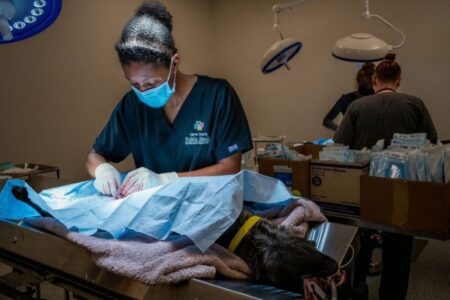 The cheapest universities to pursue veterinary science only costs US$1,000 per year