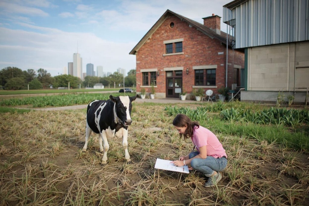 Located in Chicago is a university where student learn while studying on a farm. Source: Scott Olson/