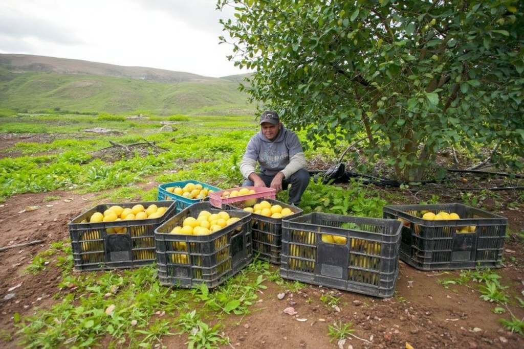 “Lemon” is one of the many English words that derived from other languages. Source: