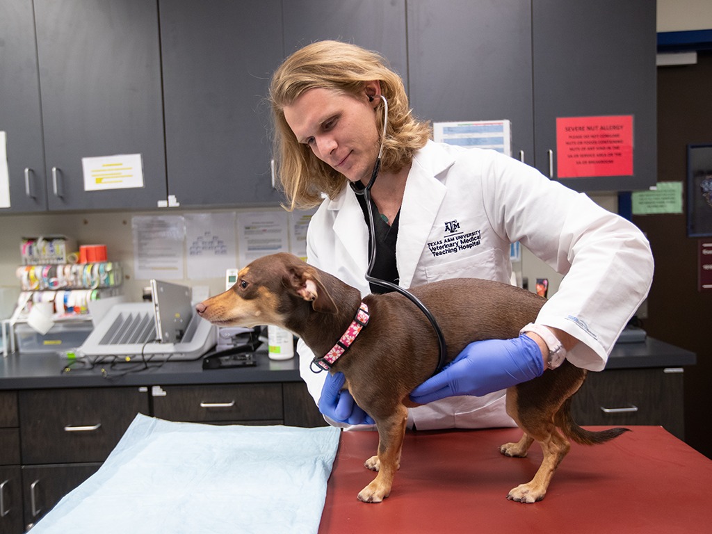 Texas A&M College of Veterinary Medicine & Biomedical Sciences/Facebook
