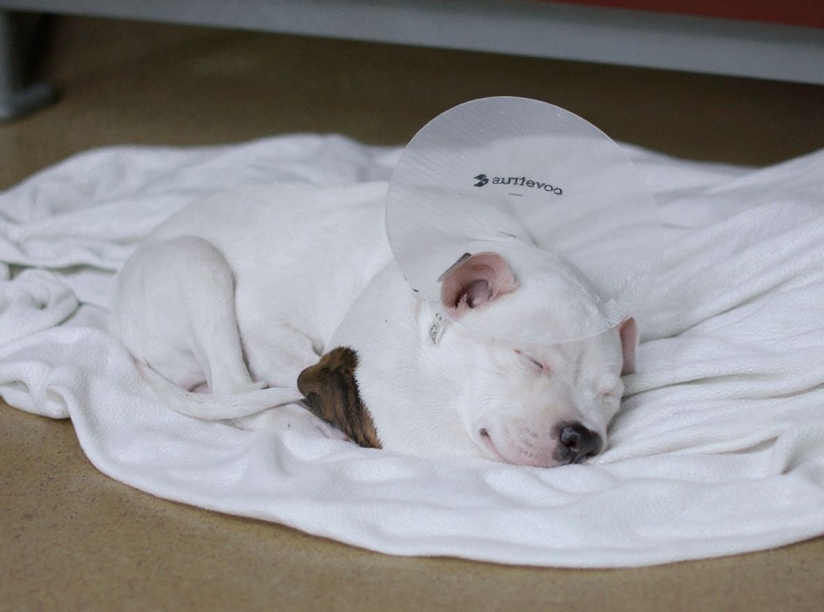 Even dogs get enough sleep on the daily. Source: