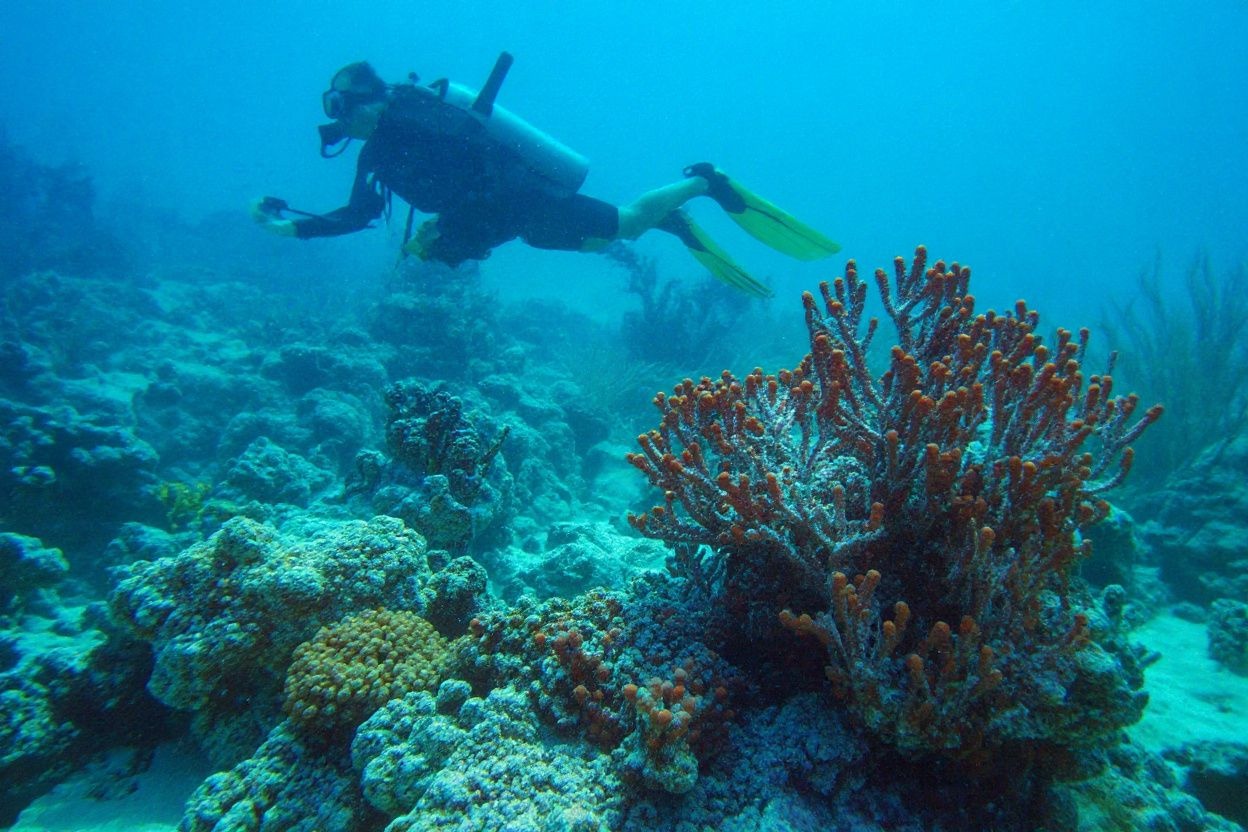 36% of reef corals on earth are facing extinction, and it’s important to help preserve their habitat as corals are homes for marine life, providing food and shelter. Image sources: