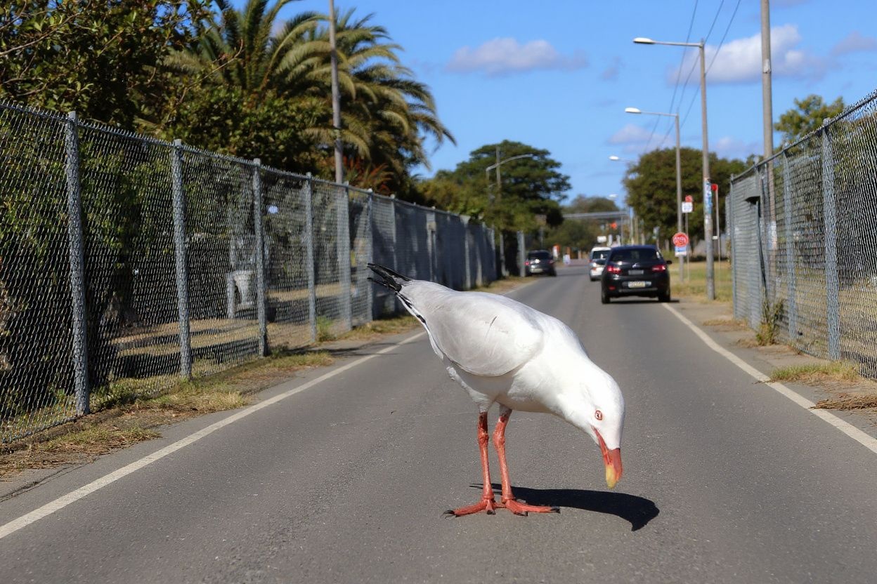 Australia closed its borders to all non-citizens and non-residents on March 20, 2020. Source: Romeo Gacad/