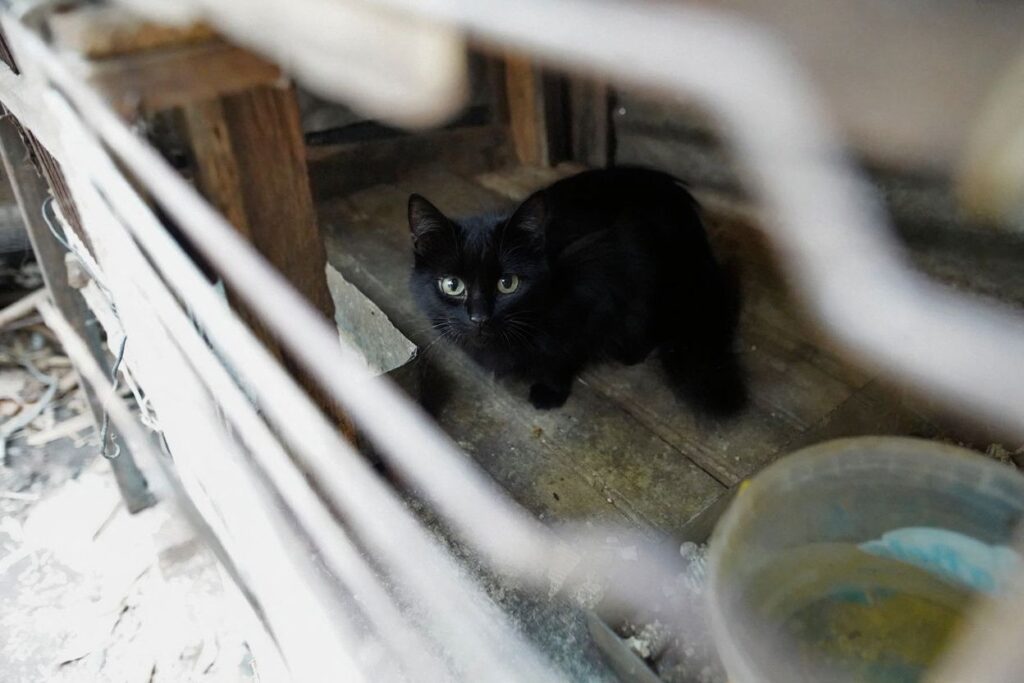 Beware of black cats for they bring bad luck: 10 superstitions in Europe