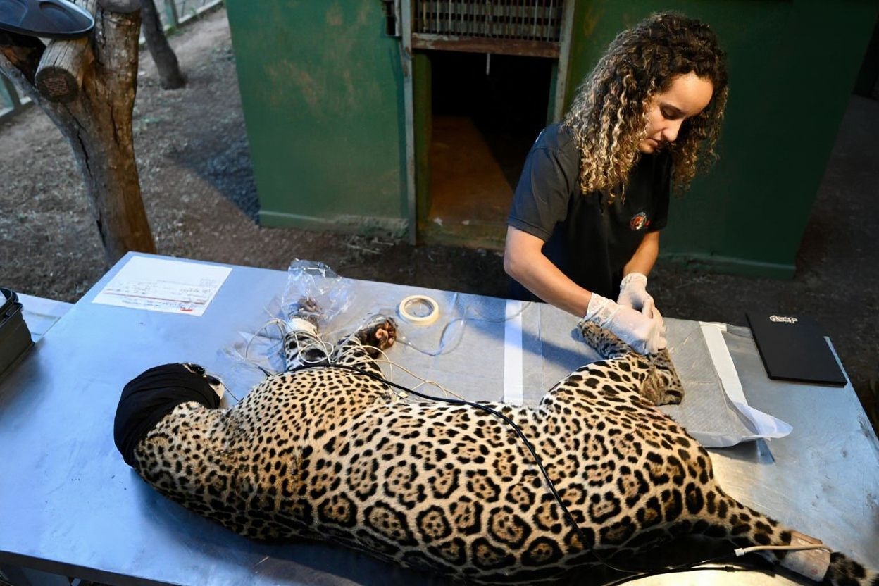 A study by Merck Animal Health found that while veterinarians rated their job satisfaction highly, 92% showed concerns about high stress levels, and 91% were feeling anxious about student debt., shot on Sony A7R IV, 85mm f/1.4 lens, RAW photograph, unedited, candid moment, natural lighting, photojournalistic style | NEGATIVE: AI generated, artificial, computer generated, digital art, 3d render