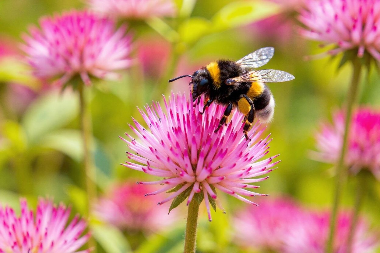 A bumblebee lands on a Red Clover flower at Lindoya island in Oslo. Source: Odd Anderseb/