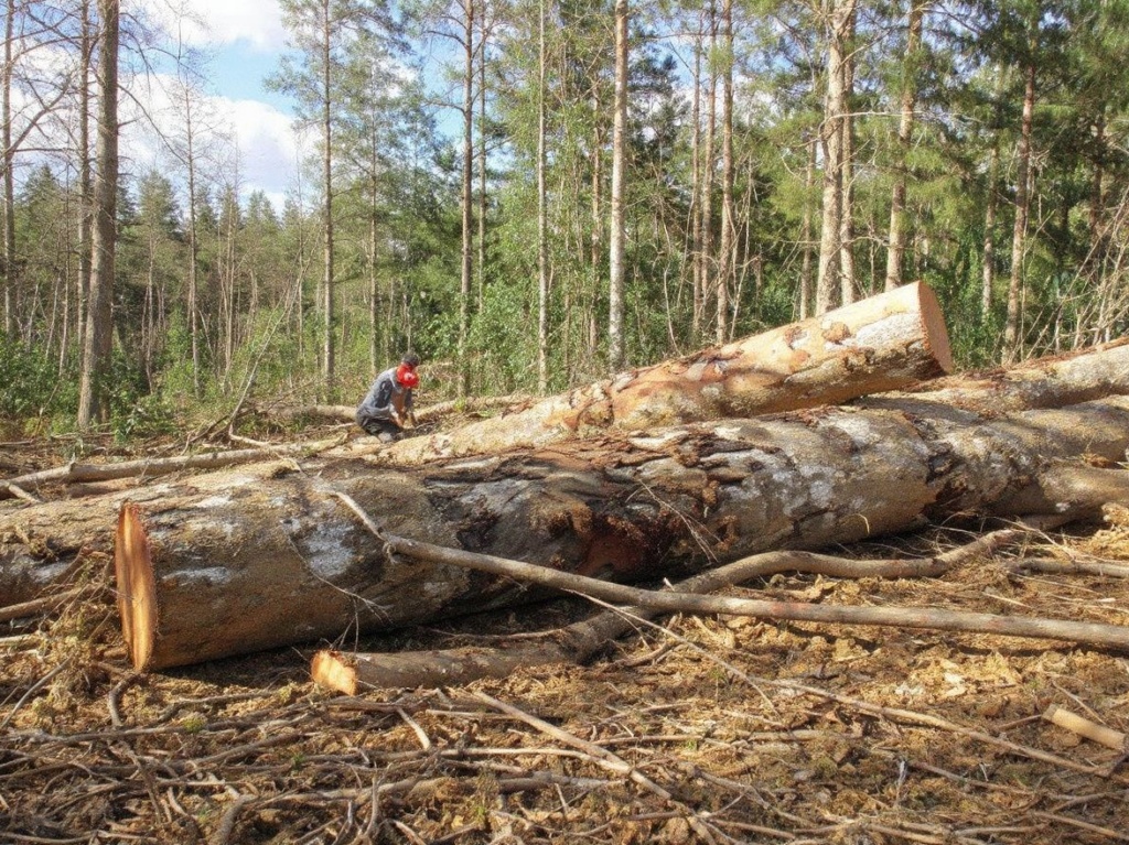 Loggers are at risk of having the trees fall on them. Source: Delphine Ramond/