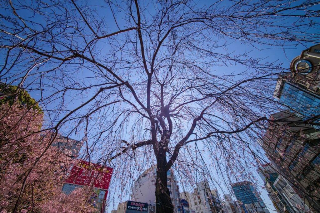 Source: Kazuhiro Nogi/