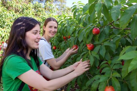U of Auckland tells international PhD students in New Zealand to ‘go fruit picking’