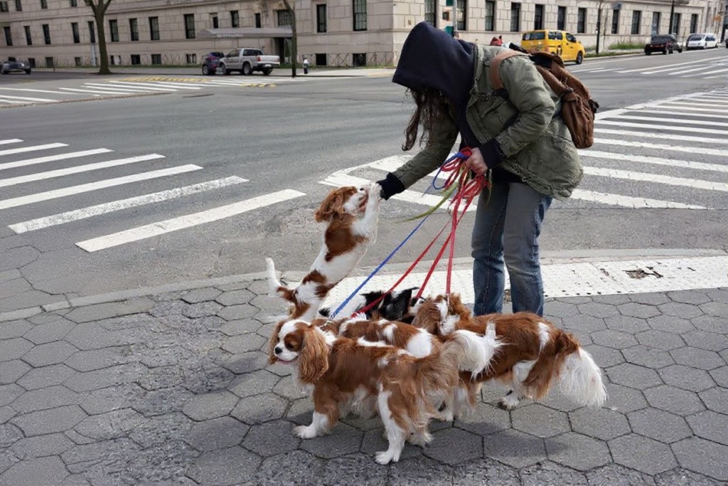 Spend time with dogs all day when you choose one of the best teen jobs — dogwalking. Source: Cindy Ord/