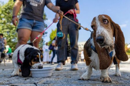 How to bring your pet with you to the UK, US, Canada and Australia