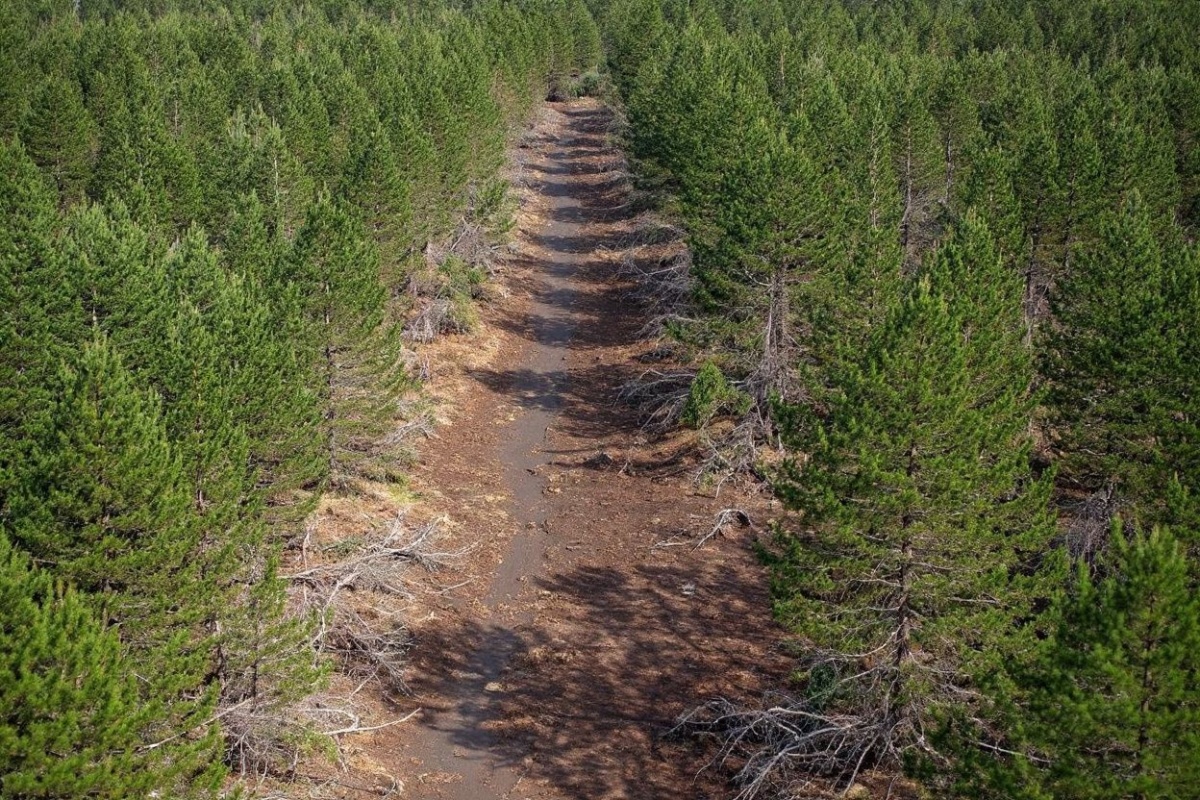 On average, over the past two decades, the world has consistently lost 3 million to 4 million hectares (7.4 million to 9.9 million acres) of tropical forest every year. Source: