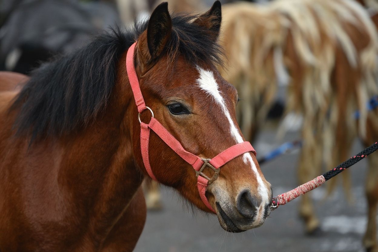 One wrong intonation and you’re either calling your mother a horse, or a horse your mother. Source: