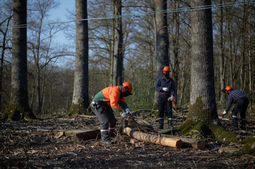 Lumbermen work on the felling of eight 230 years old Sessile oak trees selected the week before to be used in the reconstruction of Notre-Dame de Paris Cathedral. Source: Jean-Francois Monier/
