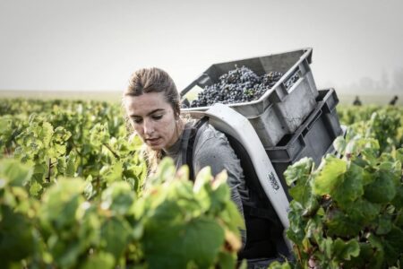 Would you pick fruits to extend your Australian study visa?