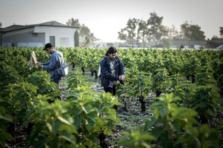 Harvest jobs in Australia: What international students should know