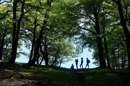 Which European countries are reopening their borders to international students?