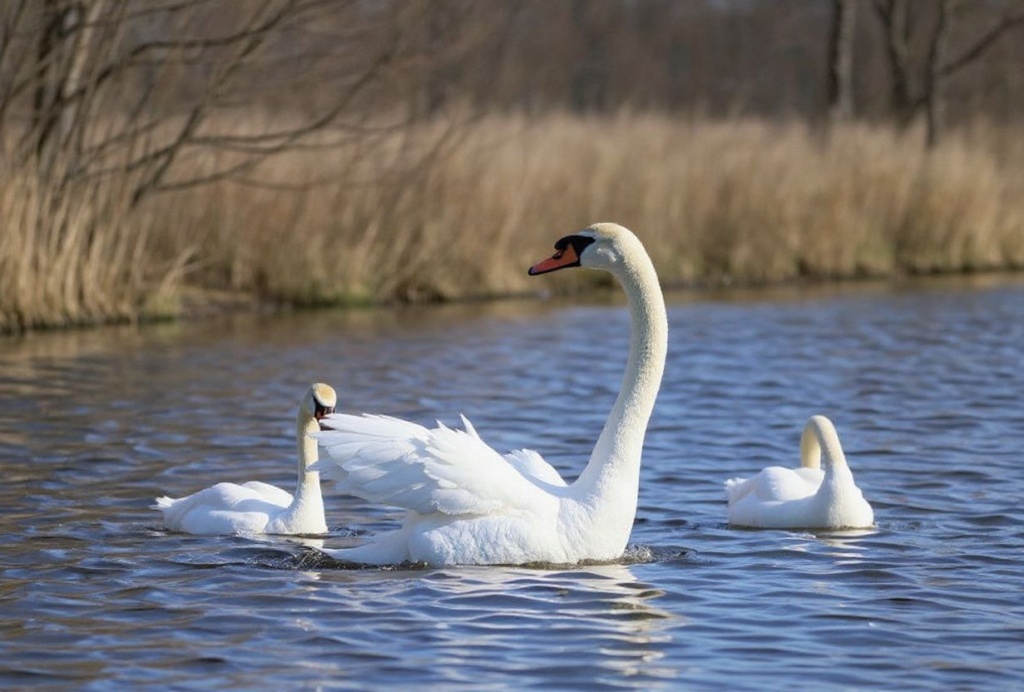 MASSAPEQUA, NEW YORK – APRIL 08: Swans play in the waters at the Massapequa Preserve on April 8, 2023 in Massapequa, New York. With warmer weather approaching, wildlife in the Long Island Region are starting to reappear after the long winter.   Bruce Bennett/Getty Images/ (Photo by BRUCE BENNETT / GETTY IMAGES NORTH AMERICA / Getty Images via )